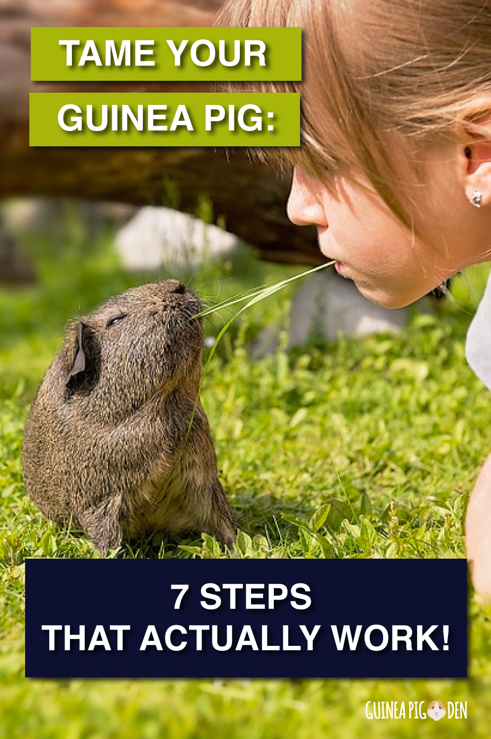 How to tame your guinea pig (step by step guide) Guinea Pig Den