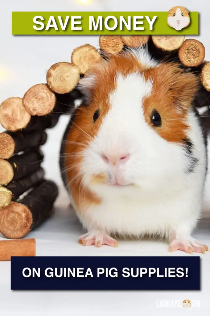 Tips for saving money on guinea pig supplies. | GuineaPigDen.com