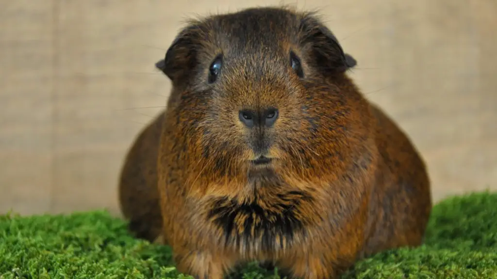 Guinea pig pregnancy: how to tell if my guinea pig is pregnant? | GuineaPigDen.com