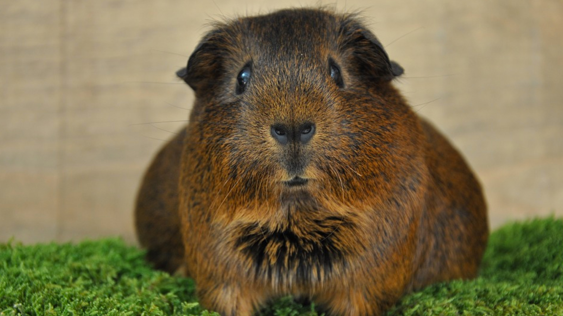 Guinea Pig Pregnancy How To Tell If My Guinea Pig Is Pregnant 