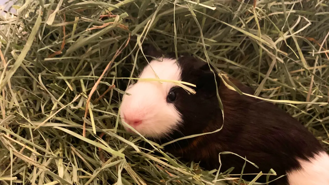 Guinea pig hay: how much and what kind? | GuineaPigDen.com