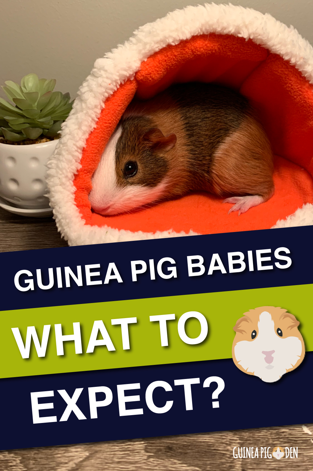 Newborn Baby Guinea Pigs: What to expect? (it’s not what you think)