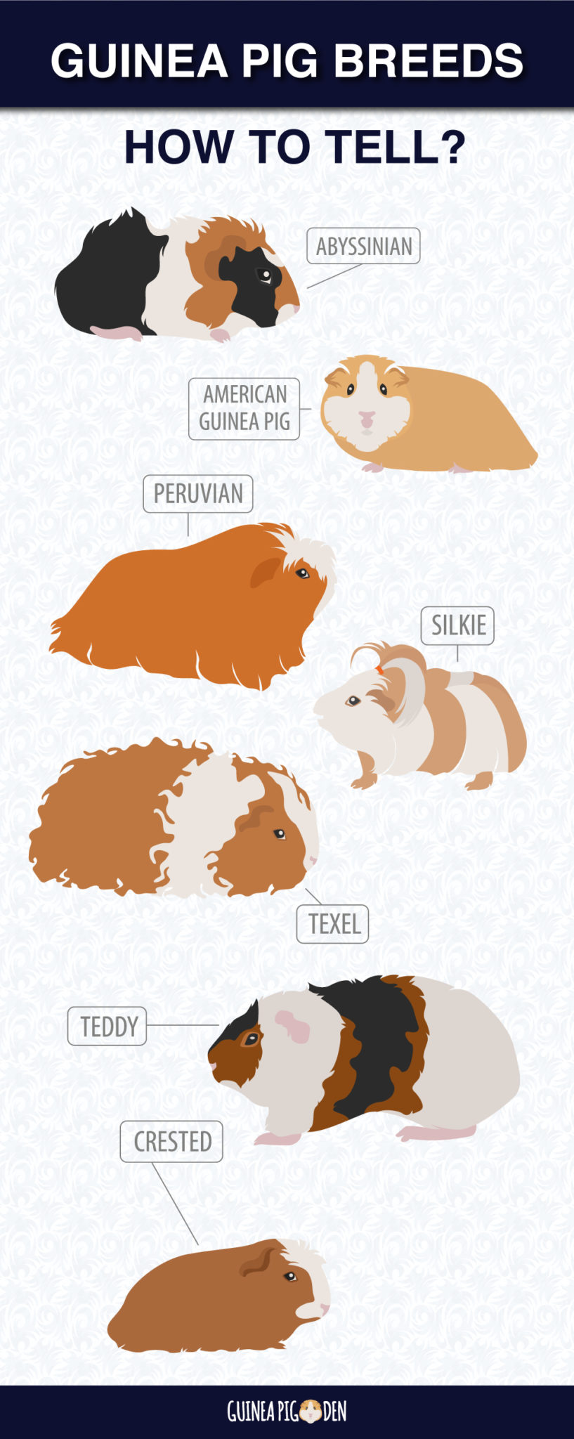 What breed is my guinea pig? (here's how to tell) Guinea Pig Den