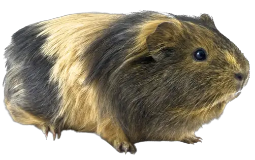 guinea-pig-den-home-01