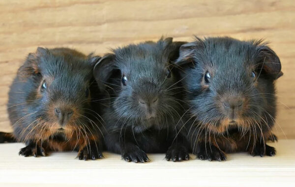 Newborn baby guinea pigs: what to expect? | Guinea Pig Den