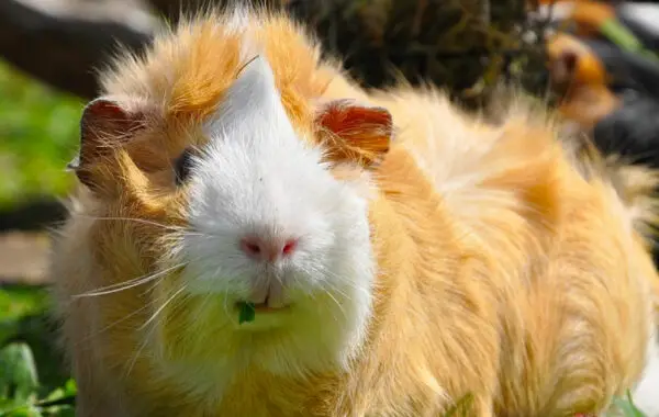 What breed is my guinea pig? Here's how to tell! | Guinea Pig Den